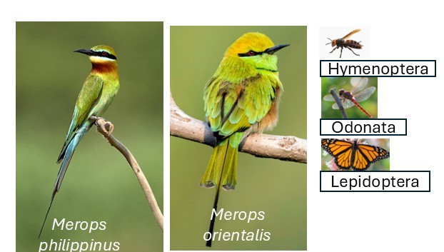 Merops philippinus — migratory and non-migratory forms, forage and breeding ecology